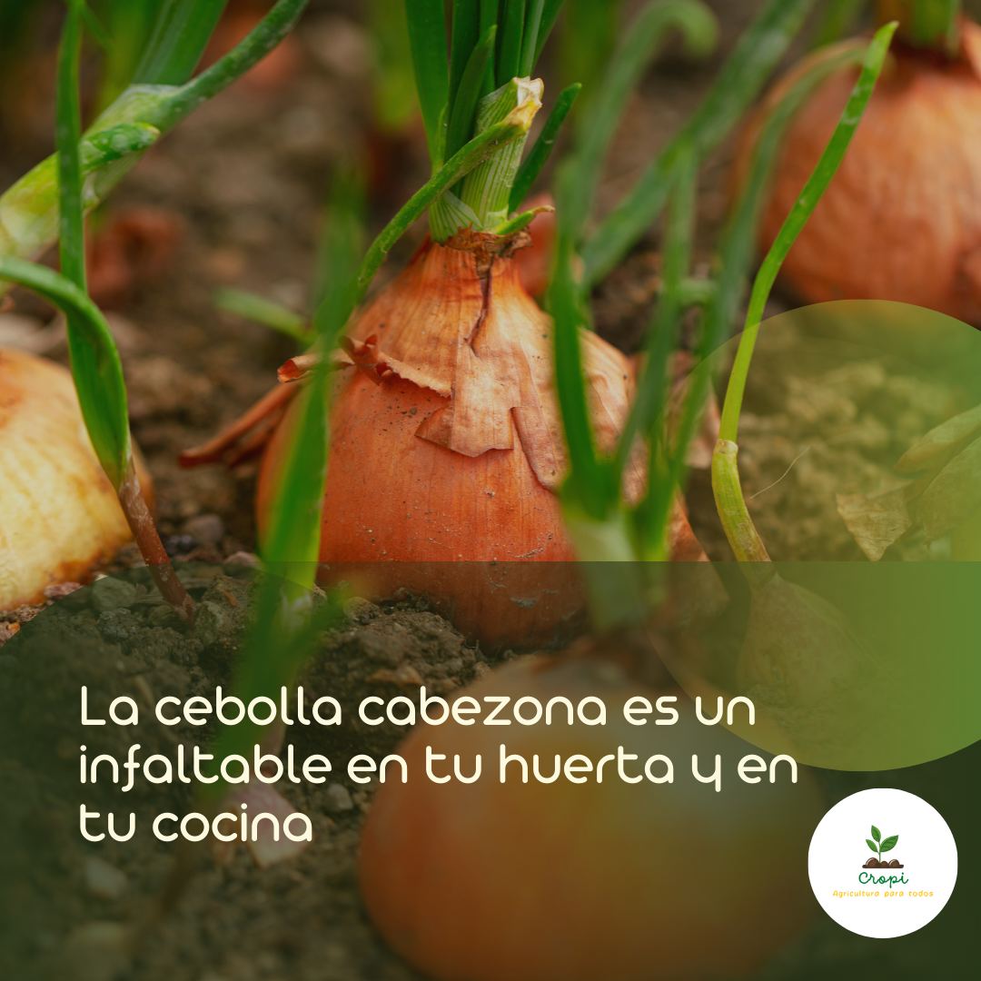 siembra cebolla cabezona en casa