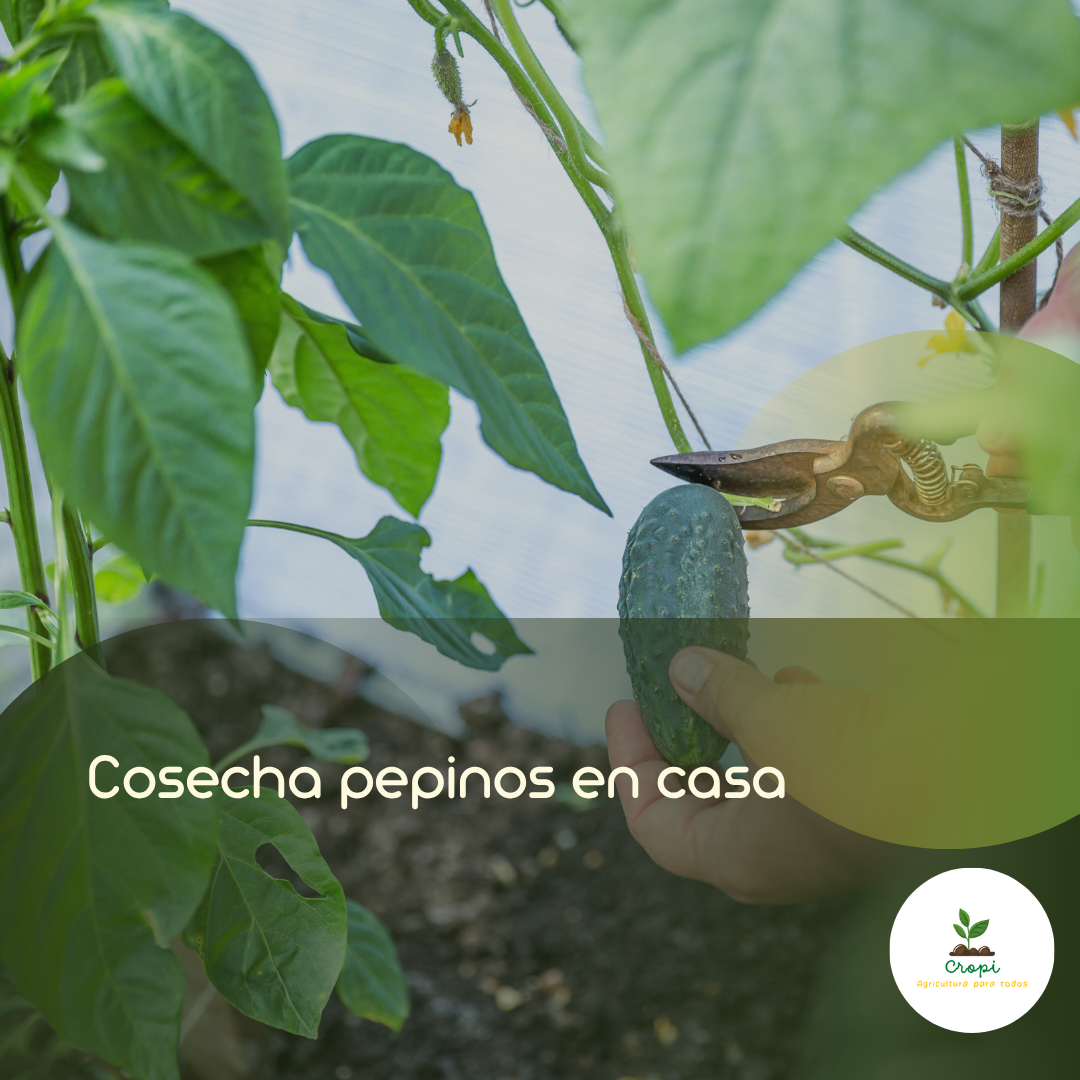 Siembra pepino en casa