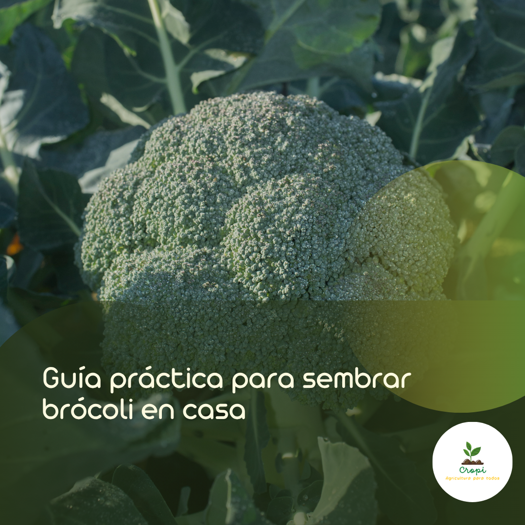 Siembra brócoli en casa
