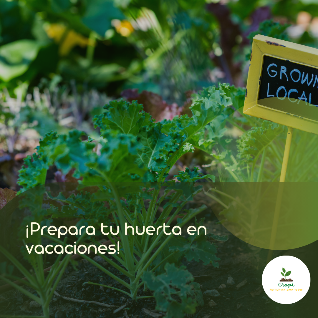 Crea tu huerta en vacaciones