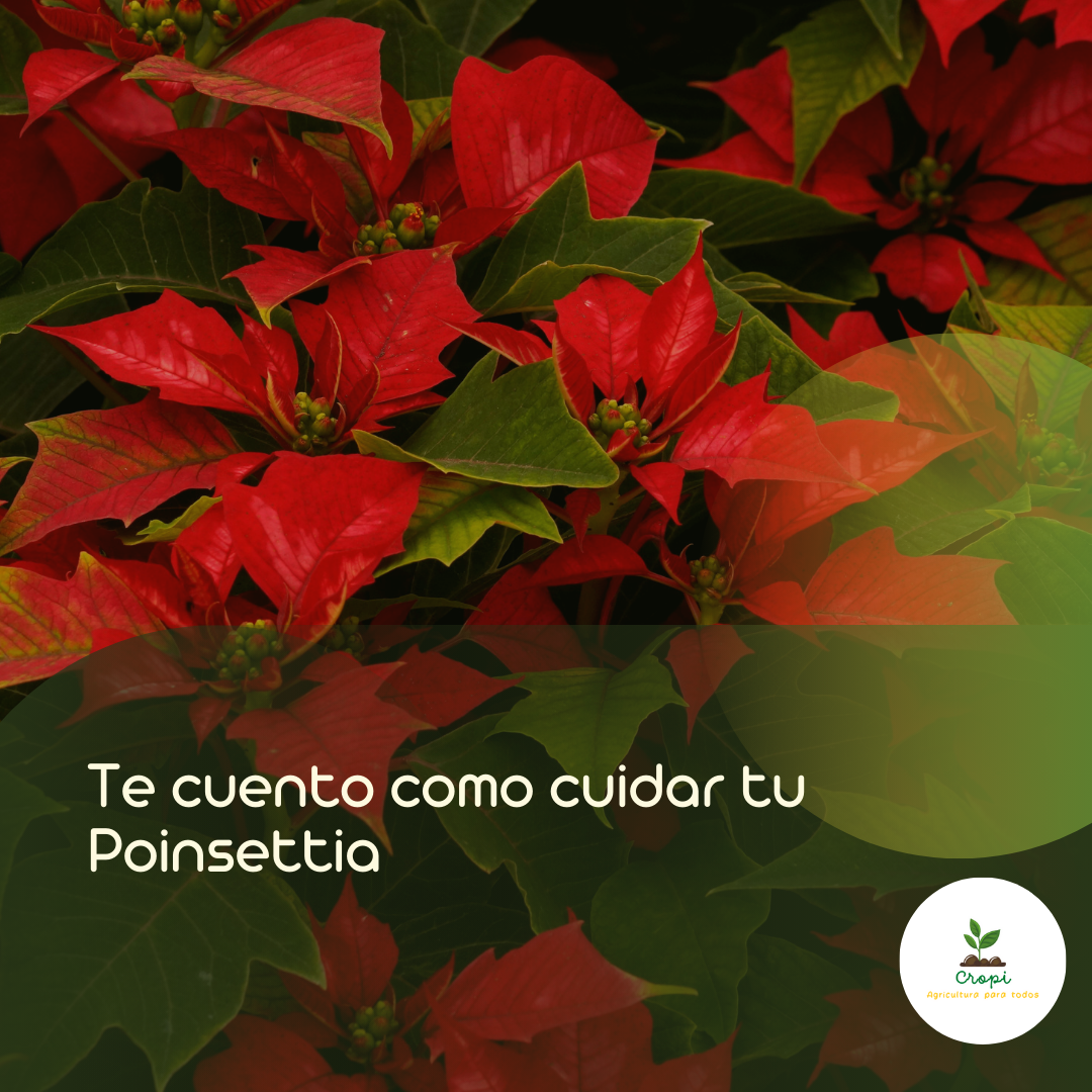 Planta de Poinsettia