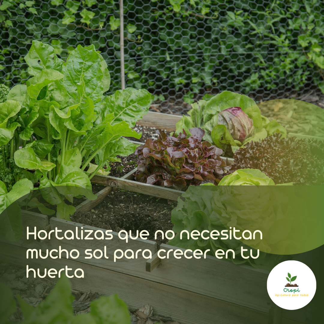 Hortalizas que no necesitan mucho sol para crecer en la huerta