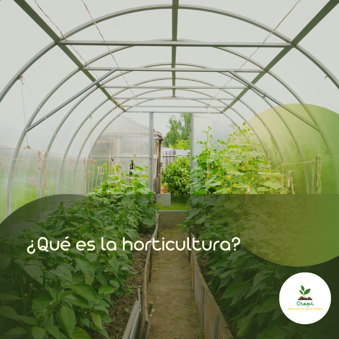 CUltivo de hortalizas bajo cubierta