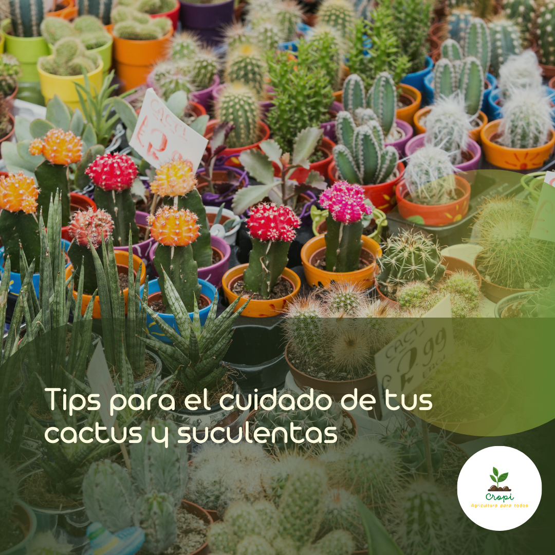 tips para el cuidado de plantas y suculentas
