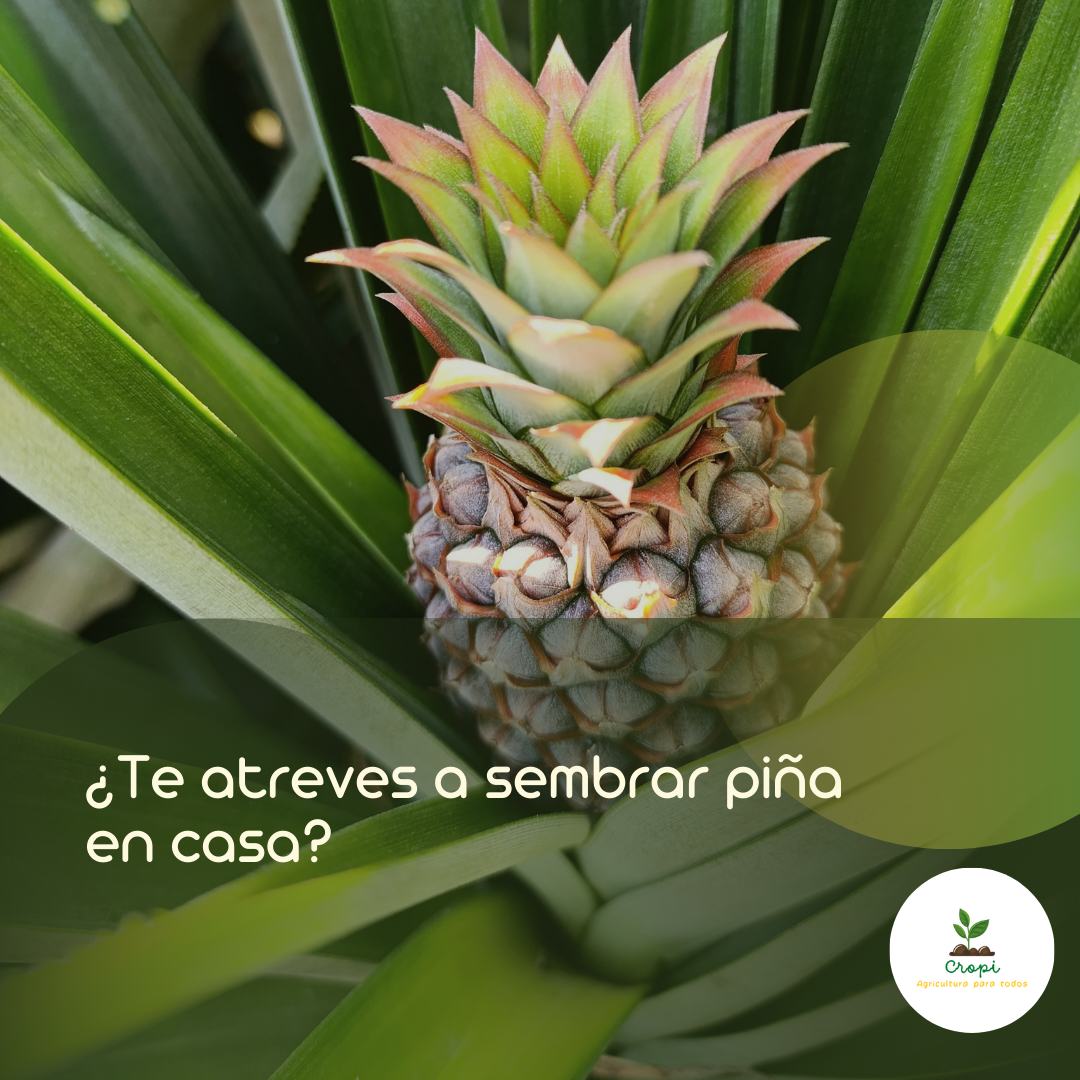 cultivo de piña