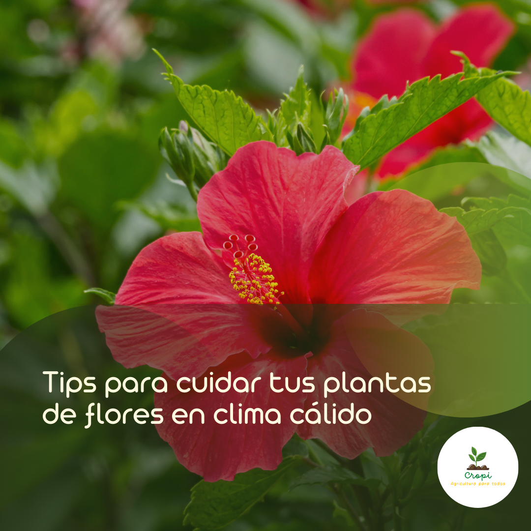 flor de clima cálido conocida como Hibisco
