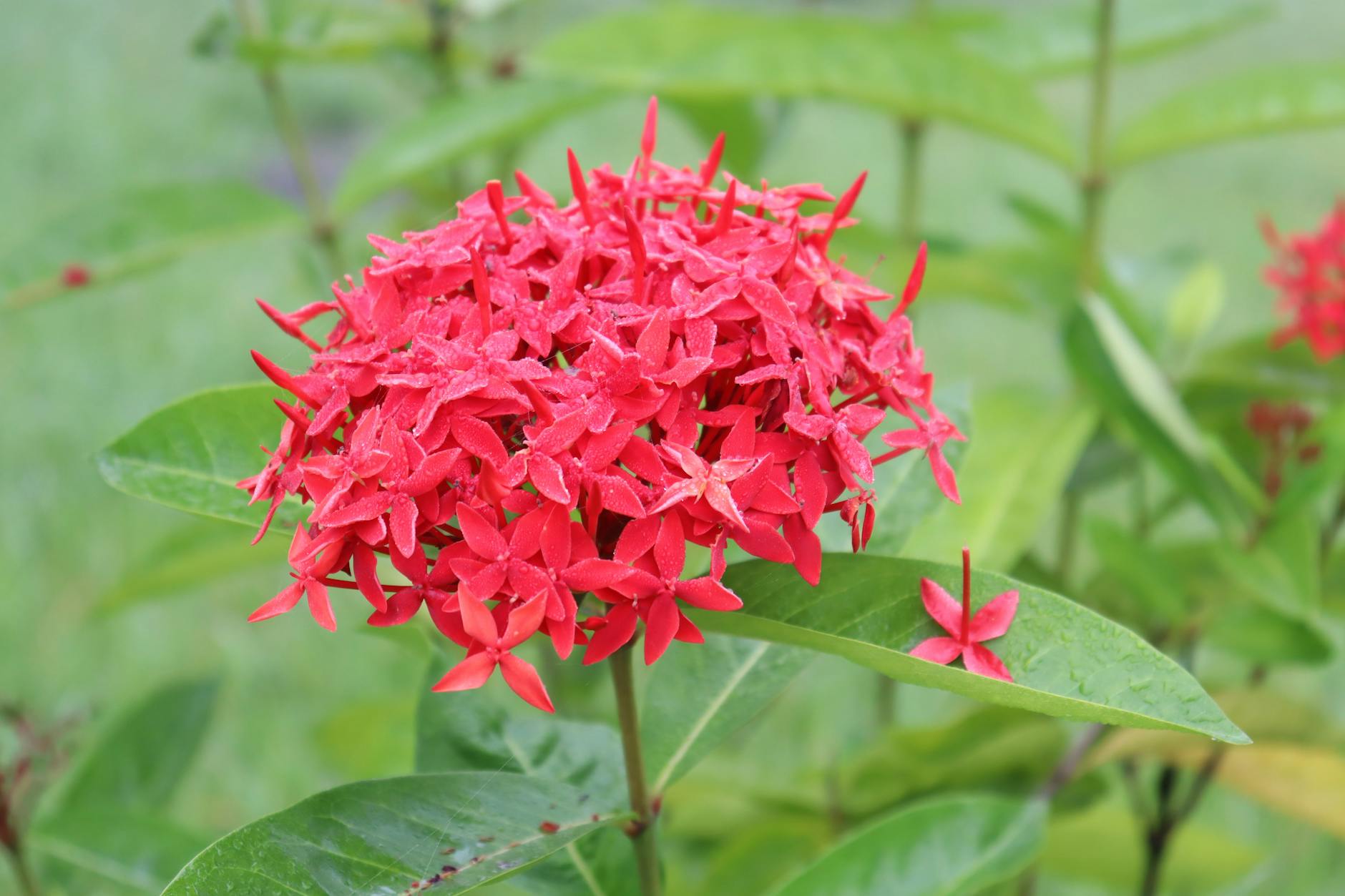 close up of a red flower