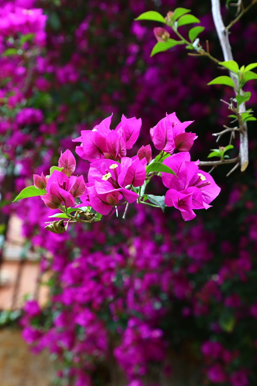 pink bougainvillea flowers in close up photography