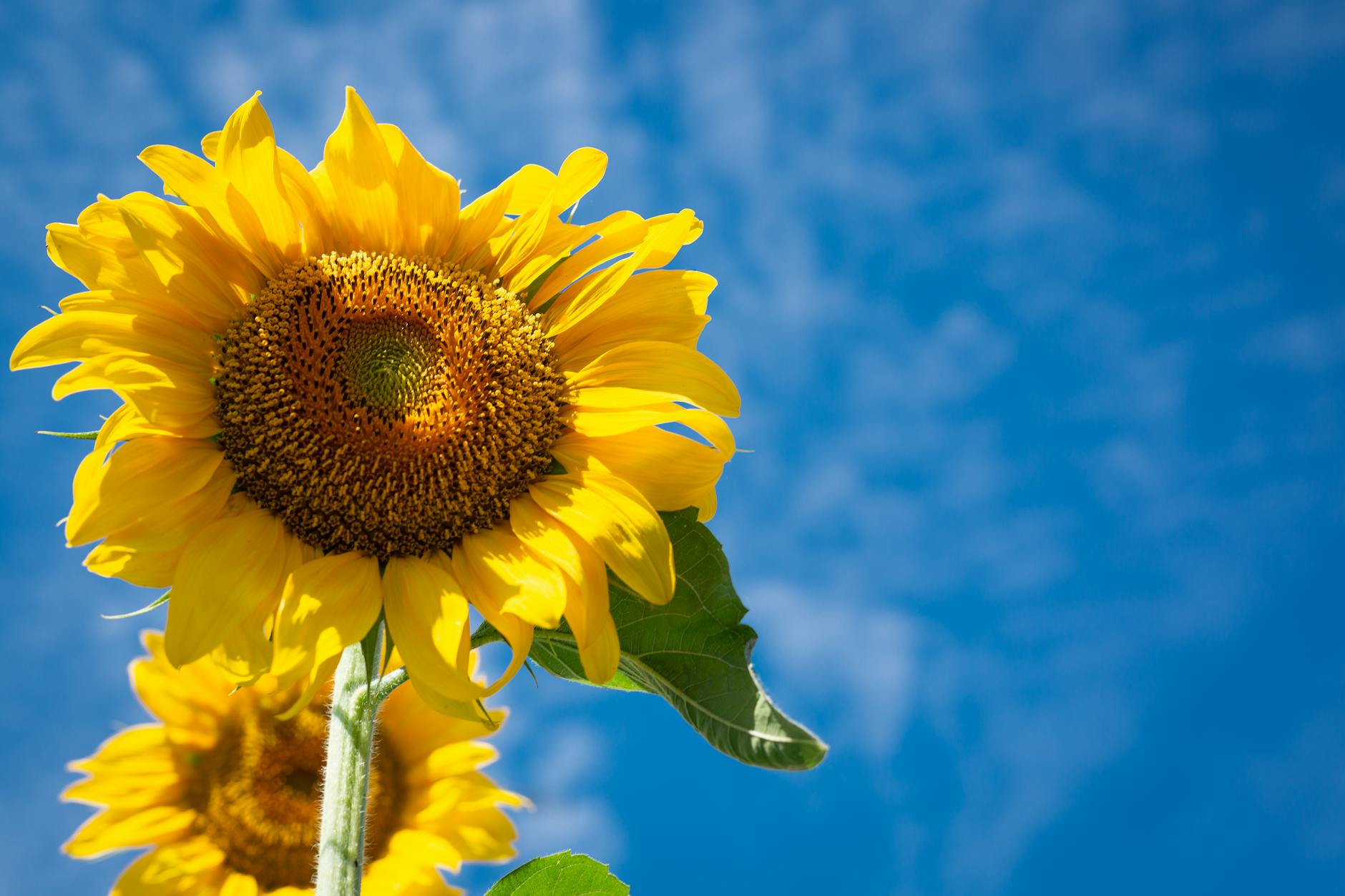 sunflowers under blue sky