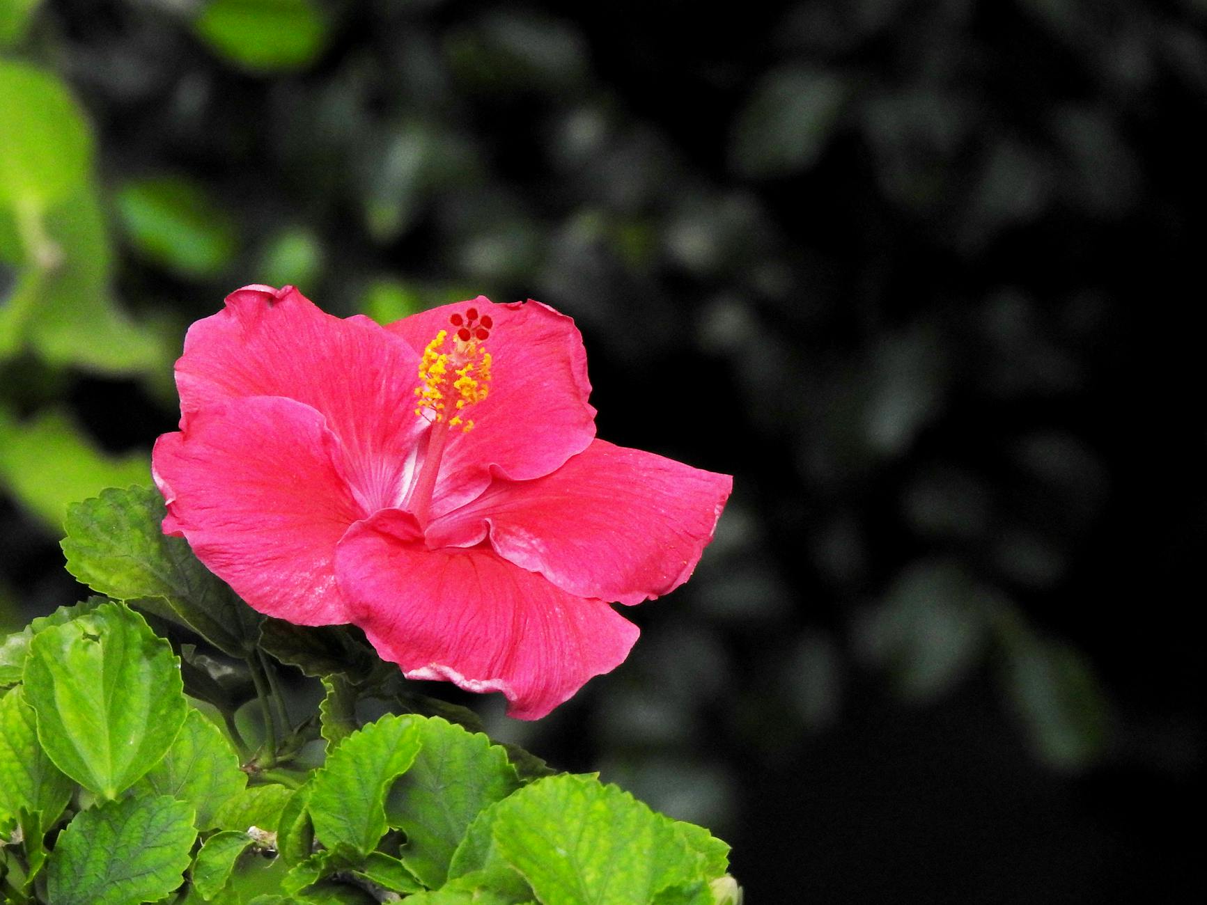 a close up shot of a hibiscus flower in bloom