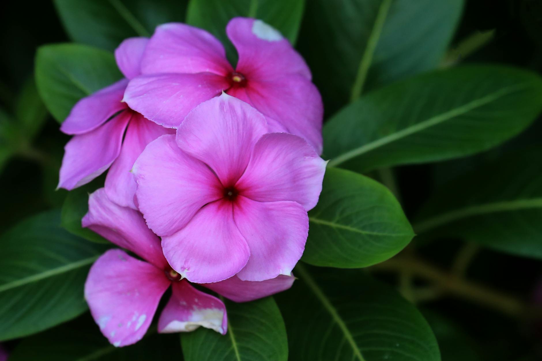 blooming pink flowers