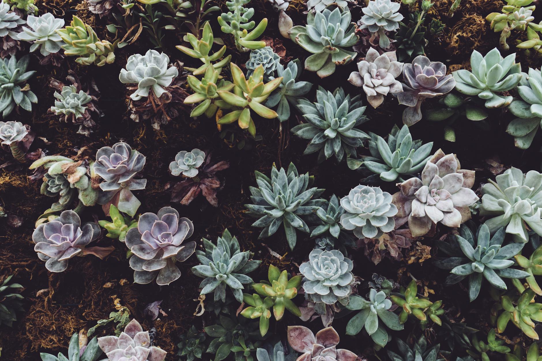 photo of succulent plants