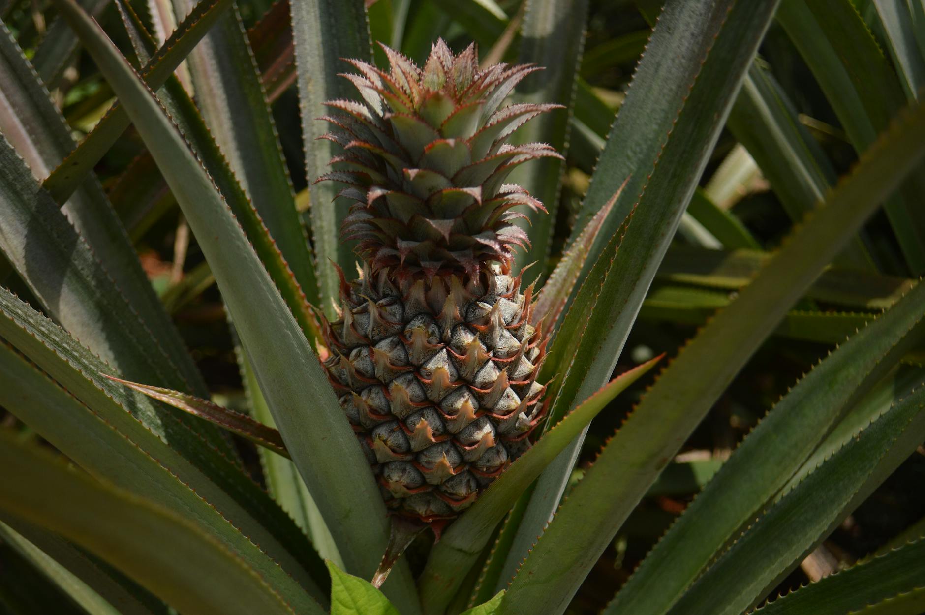 close up of a pineapple plant in natural light
