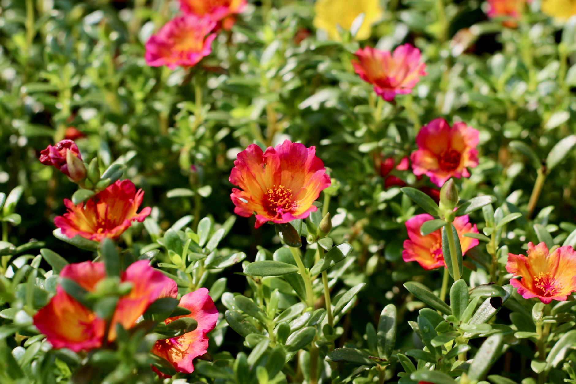 vibrant portulaca flowers in bloom in garden