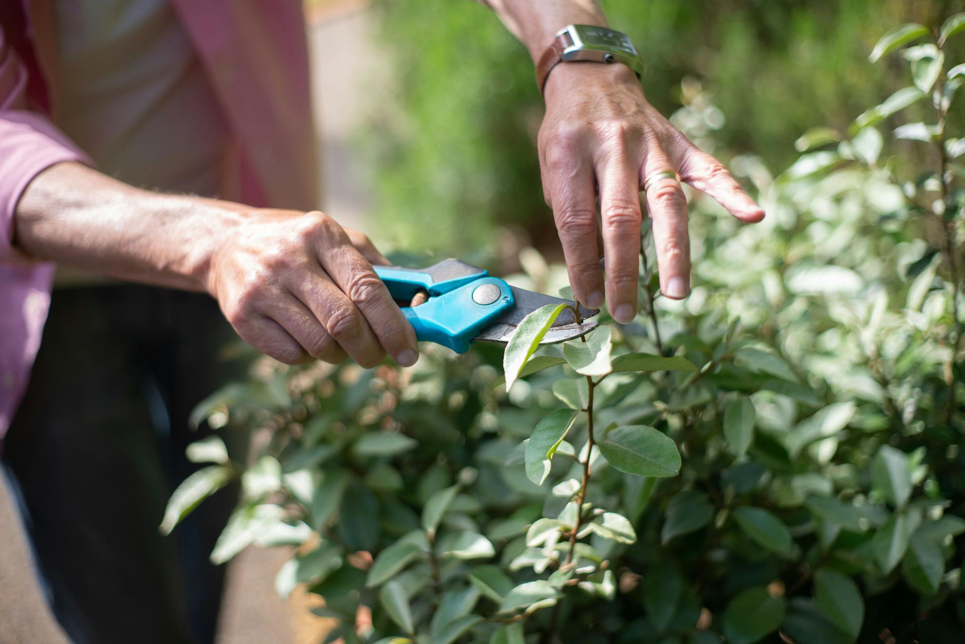 hands cutting the plant using a pruner