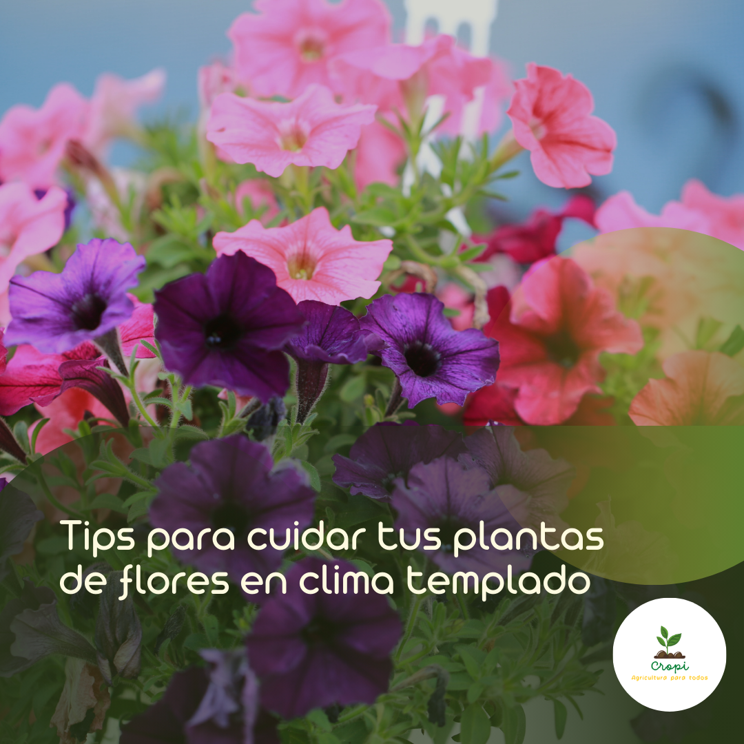 petunia, flor de clima templado