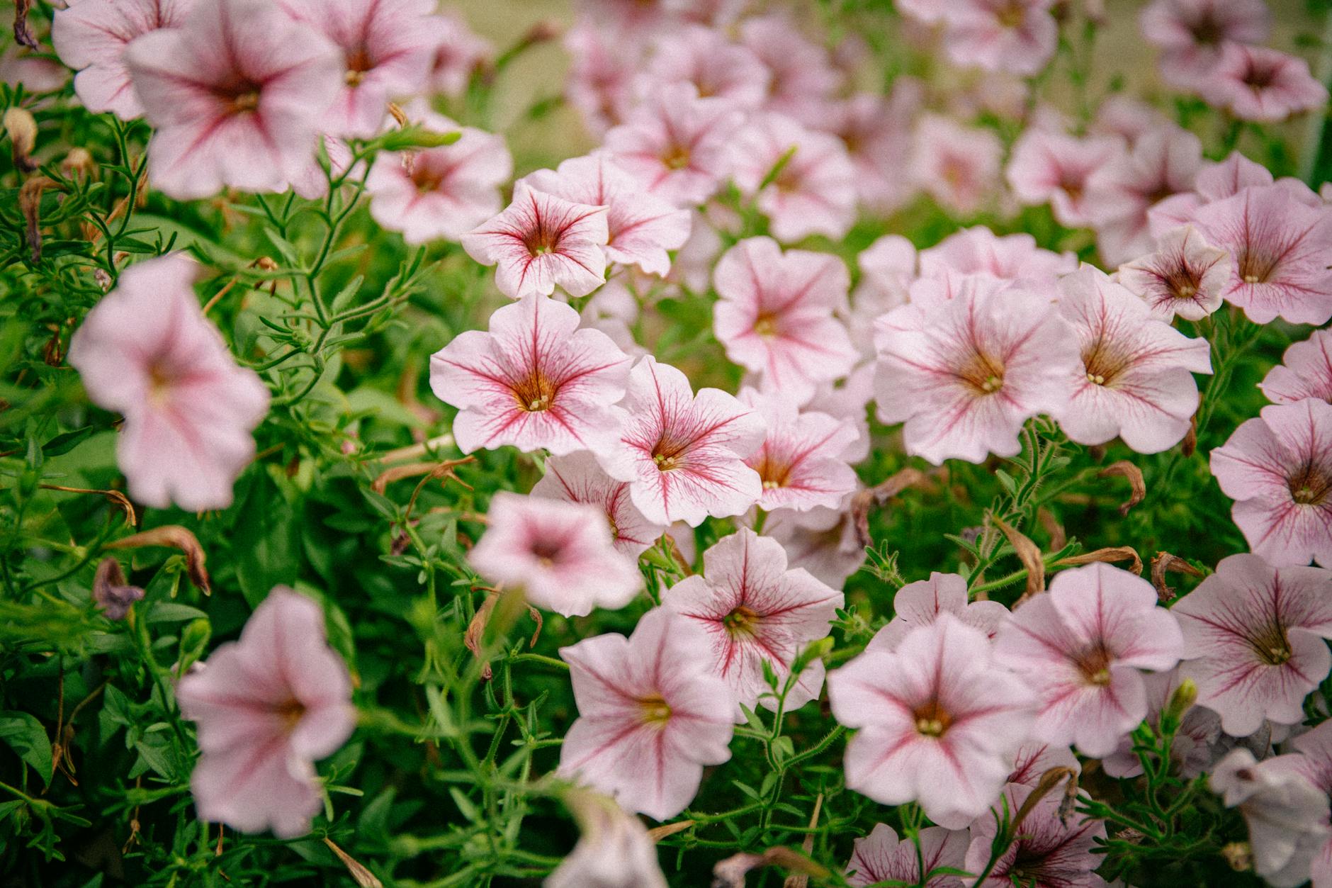 pink petunias blooming abundantly in garden