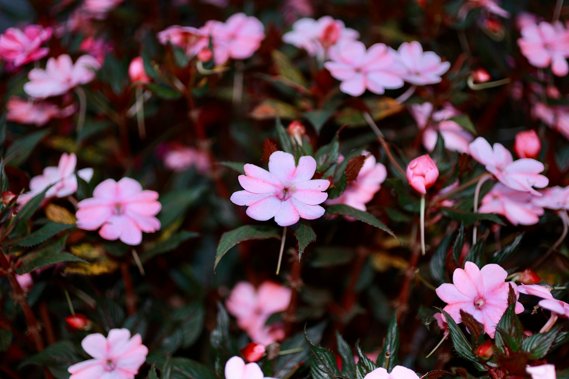 vibrant pink impatiens flowers in full bloom