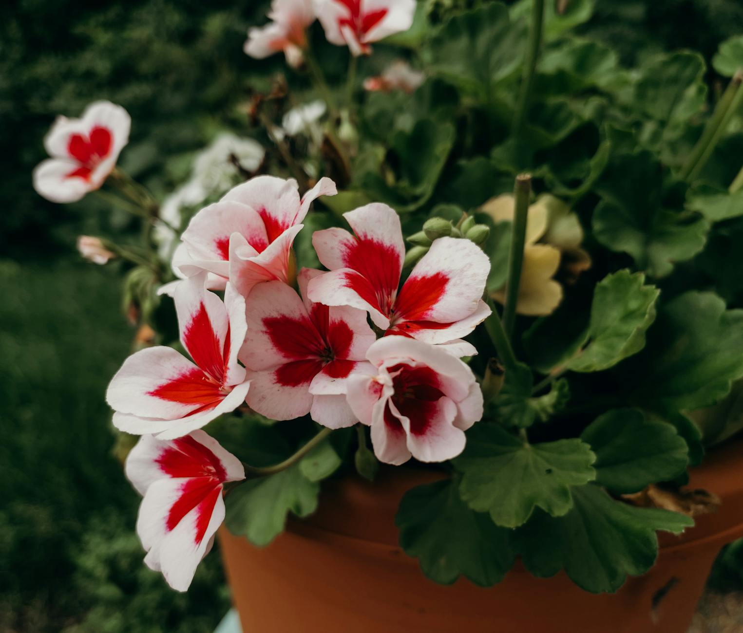 close up shot of a plant with red flowers