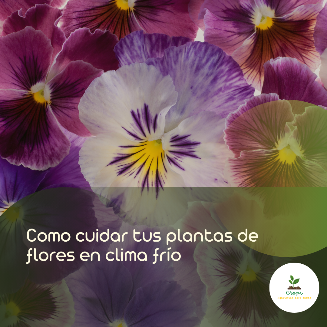 plantas con flores de clima calido