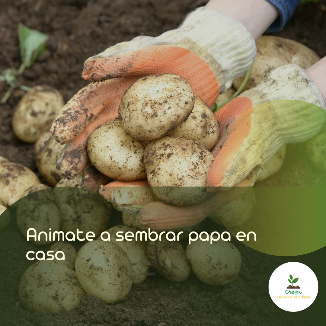 siembra papa en casa