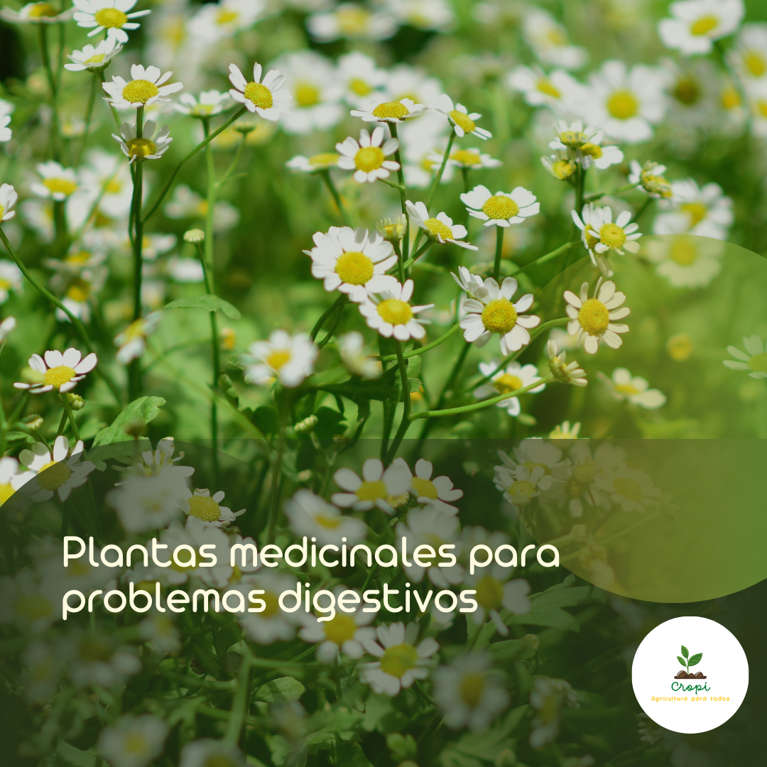 plantas medicinales para problemas digestivos