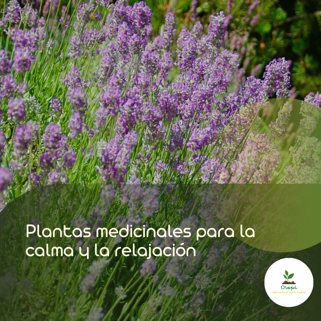 Plantas de lavanda