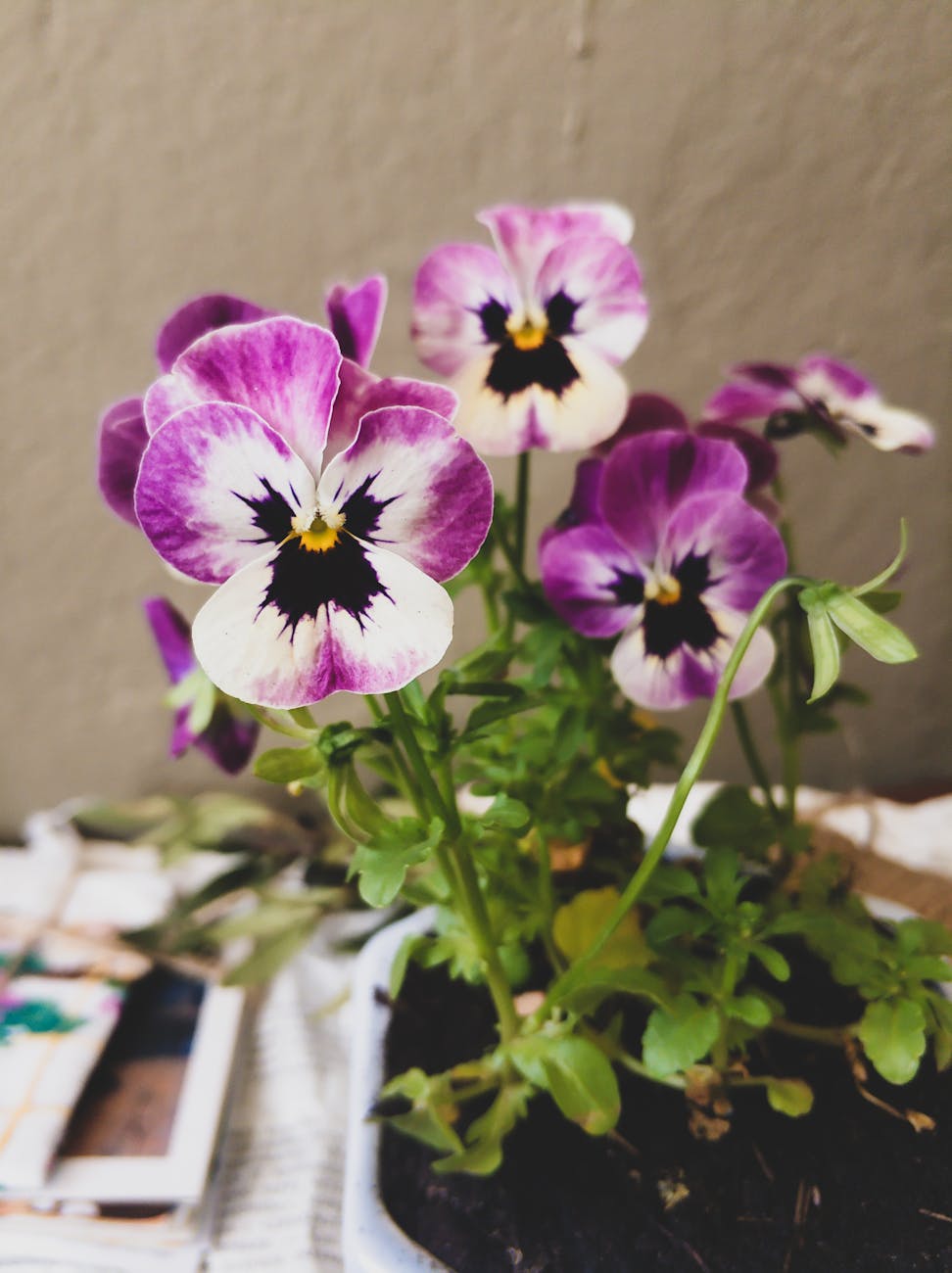 a potted pansy plant