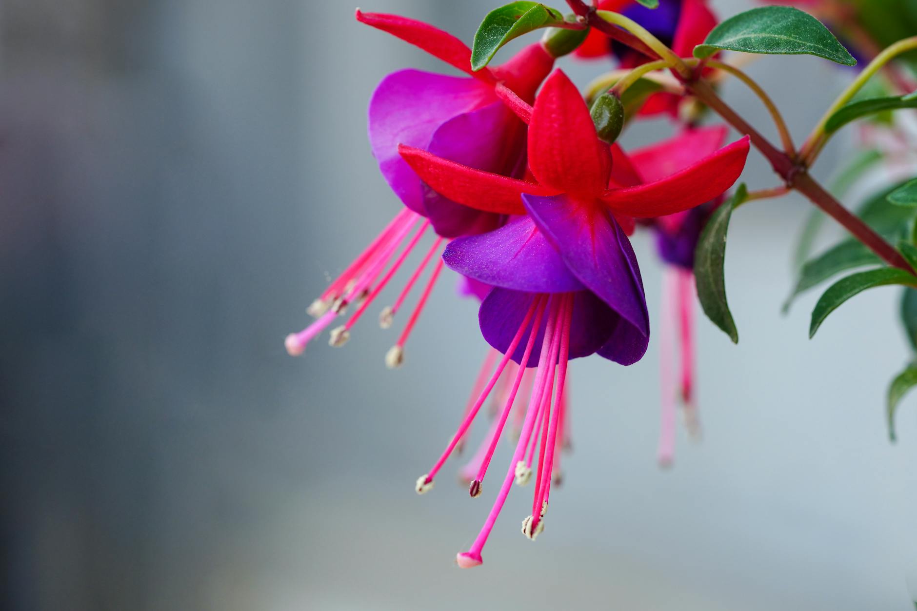 close up photo of hybrid fuchsia