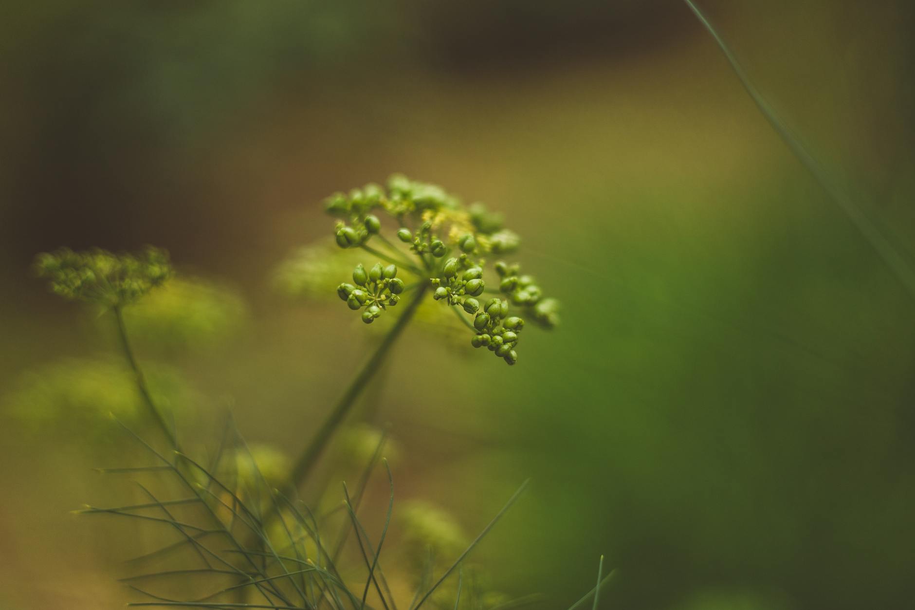 buds at the top of a plant