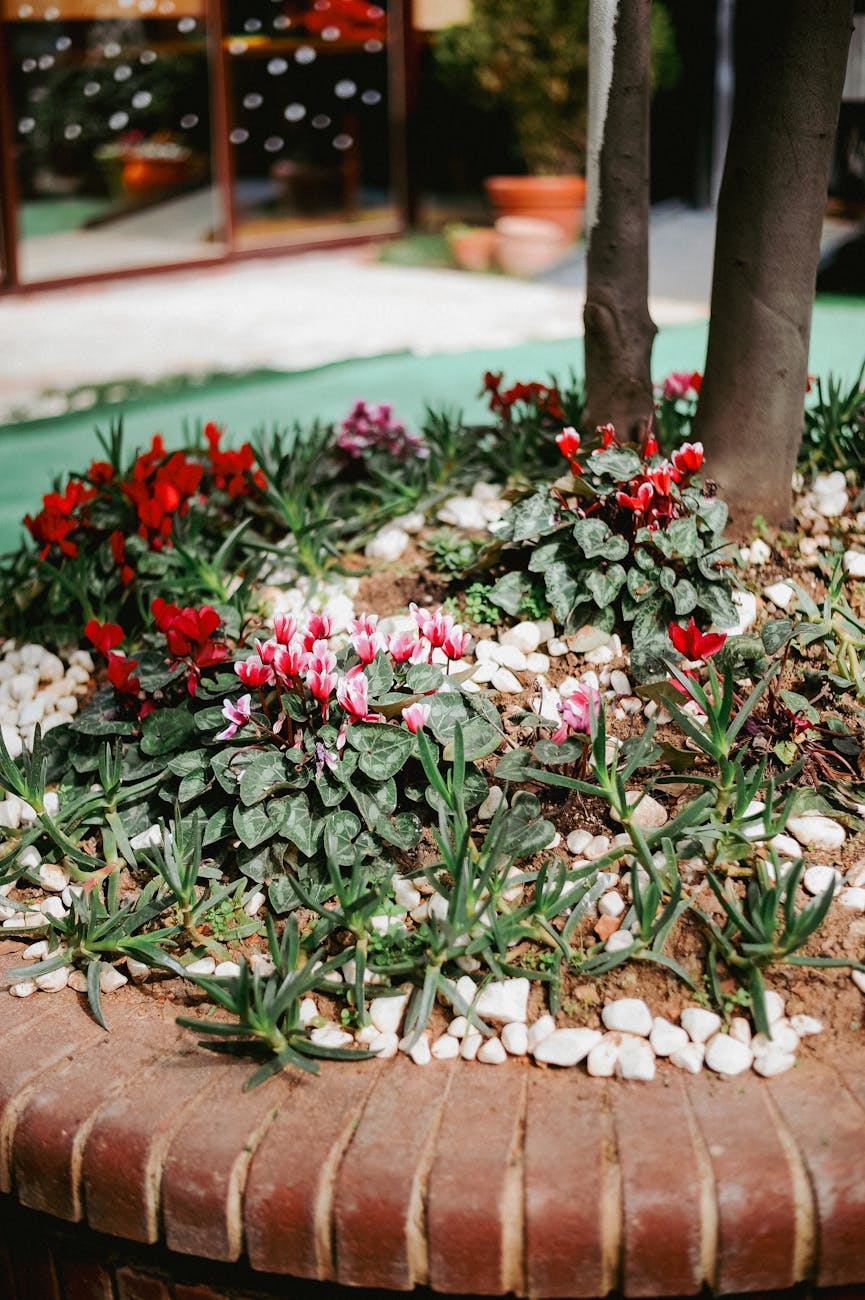 flower bed with persian cyclamens