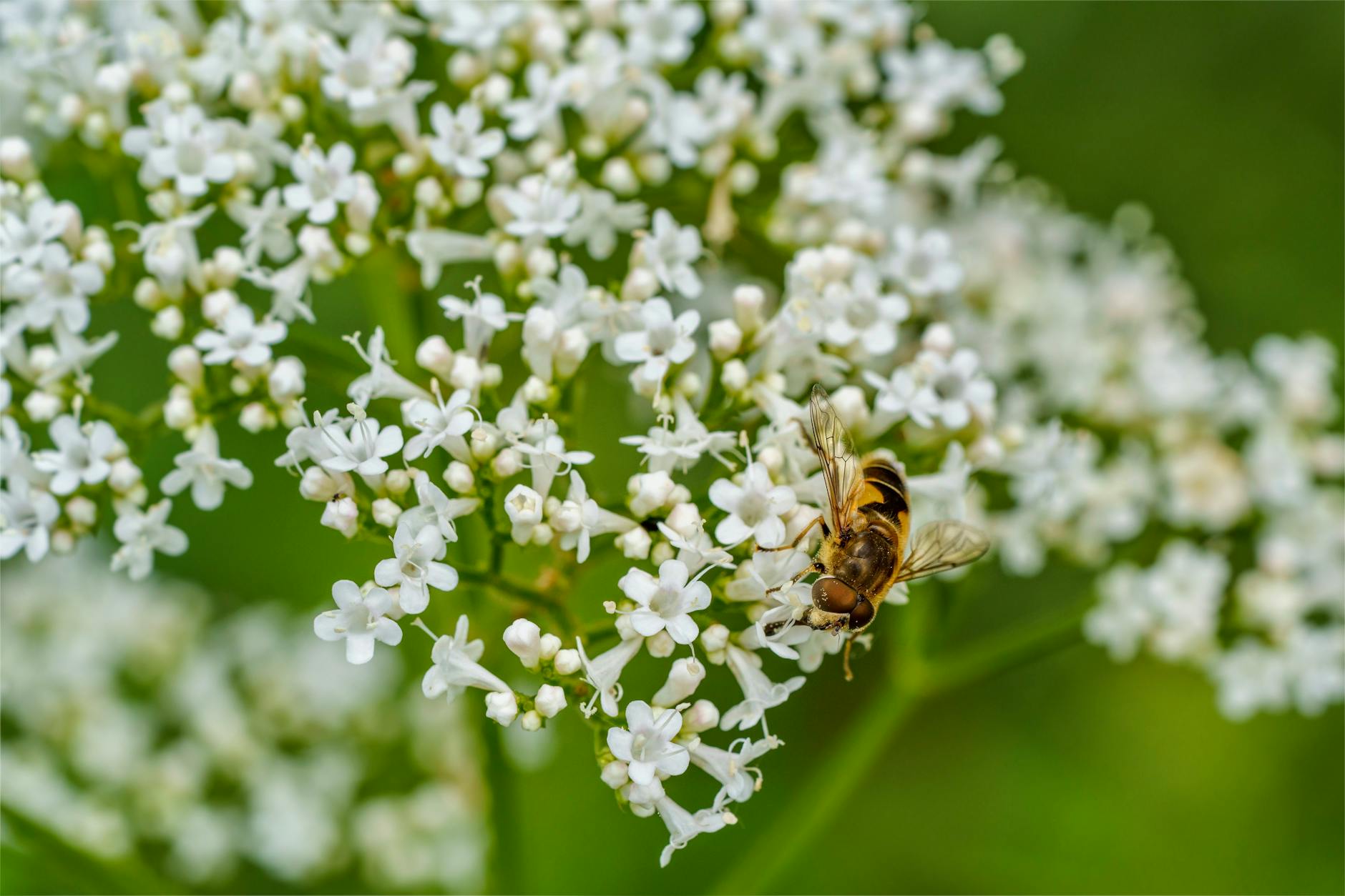 close up on a bee on the valeriana officinalis flower