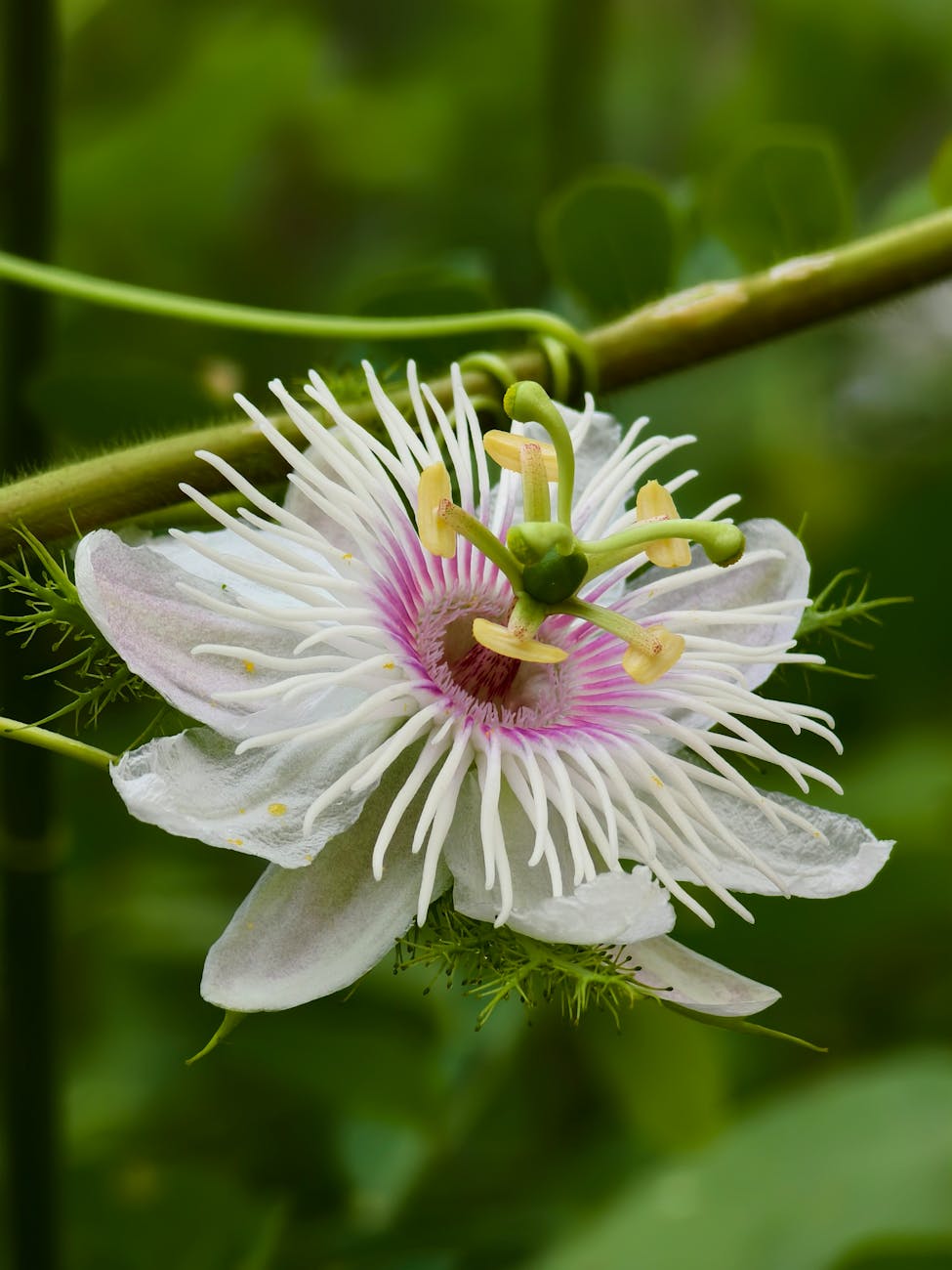 close up of a beautiful passion flower bloom