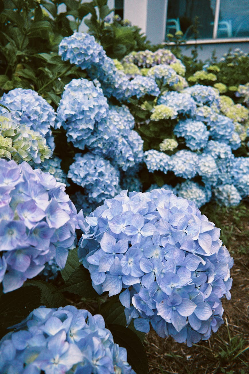 lush blue hydrangea blossoms in garden setting