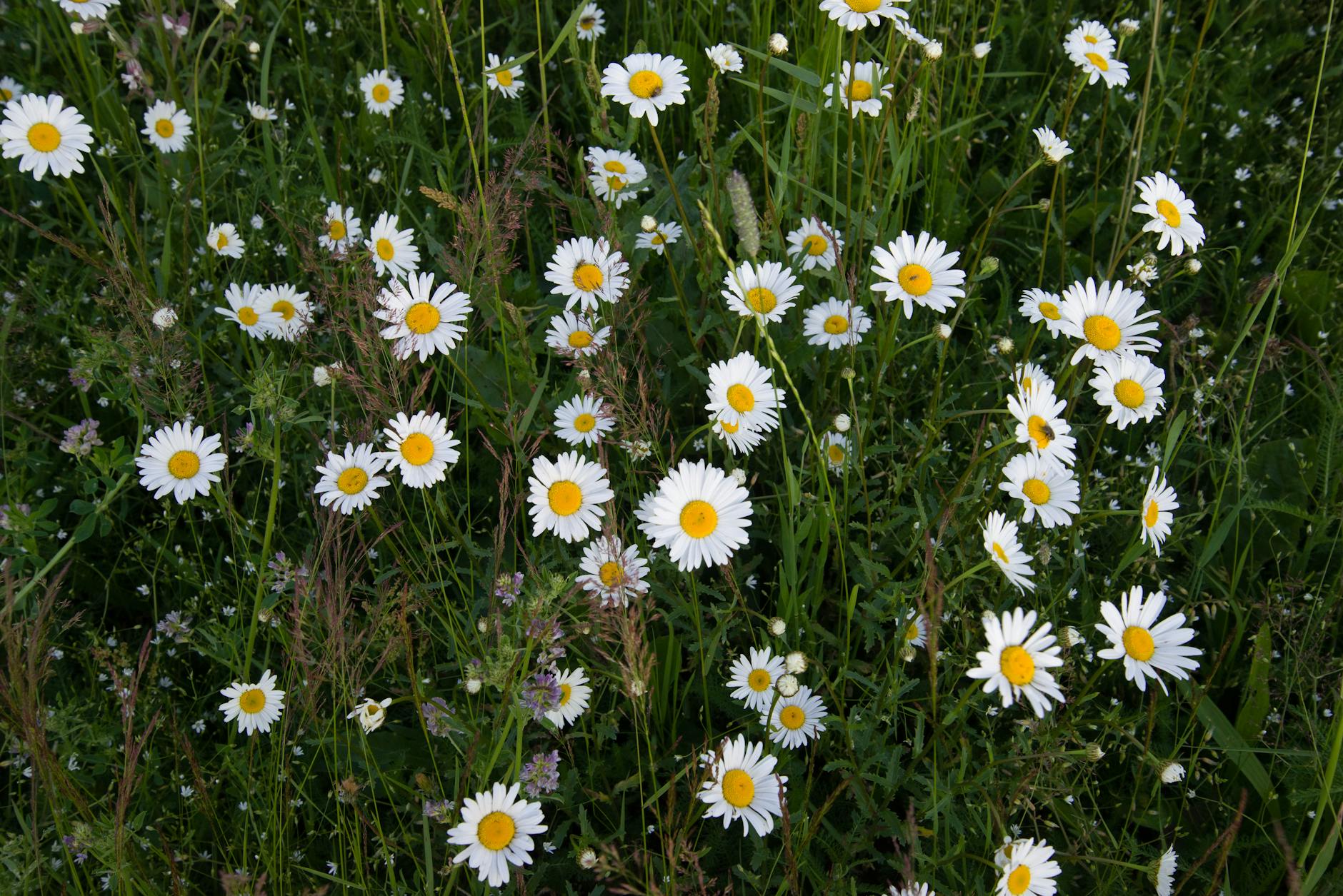 field of wild daisies in bloom