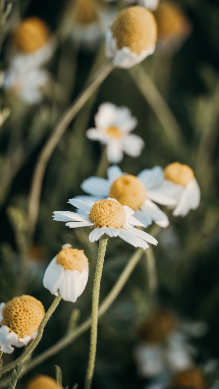 white and yellow chamomile flowers