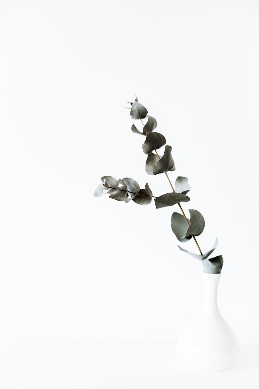 green tender eucalyptus branch in white vase