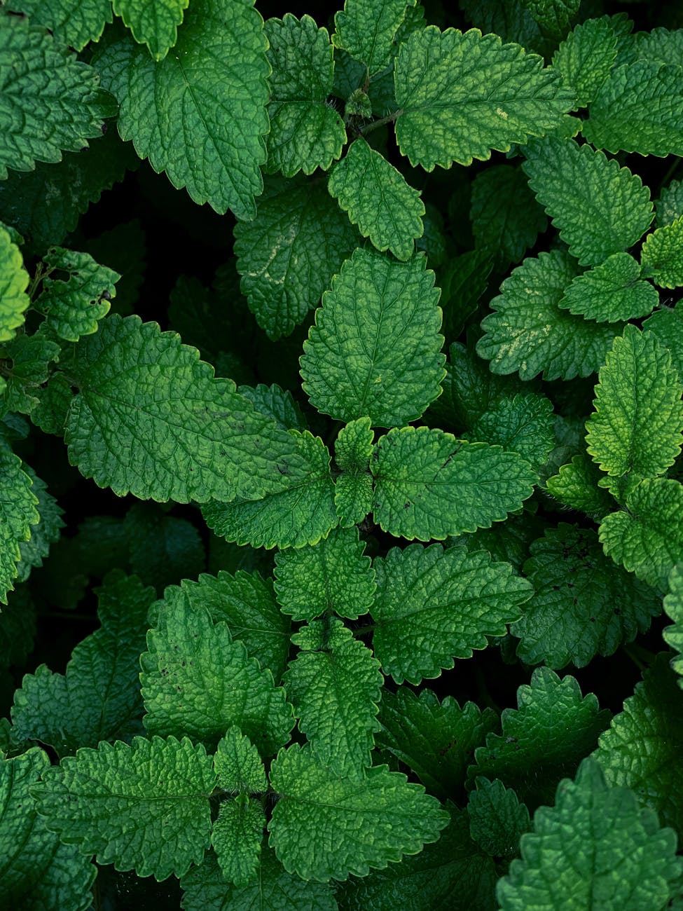 overhead shot of green mint leaves