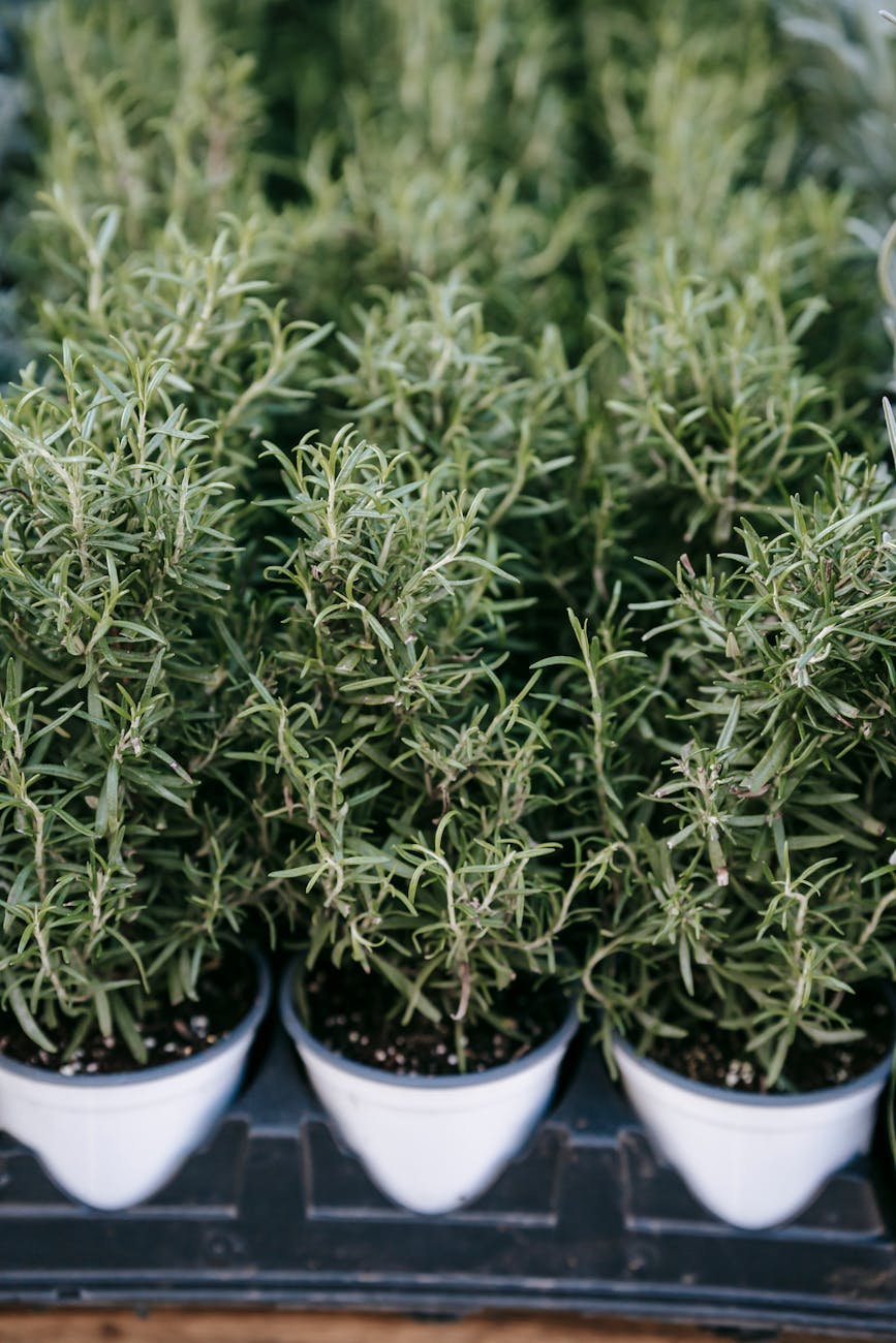 potted lush rosemary plant placed on market stall