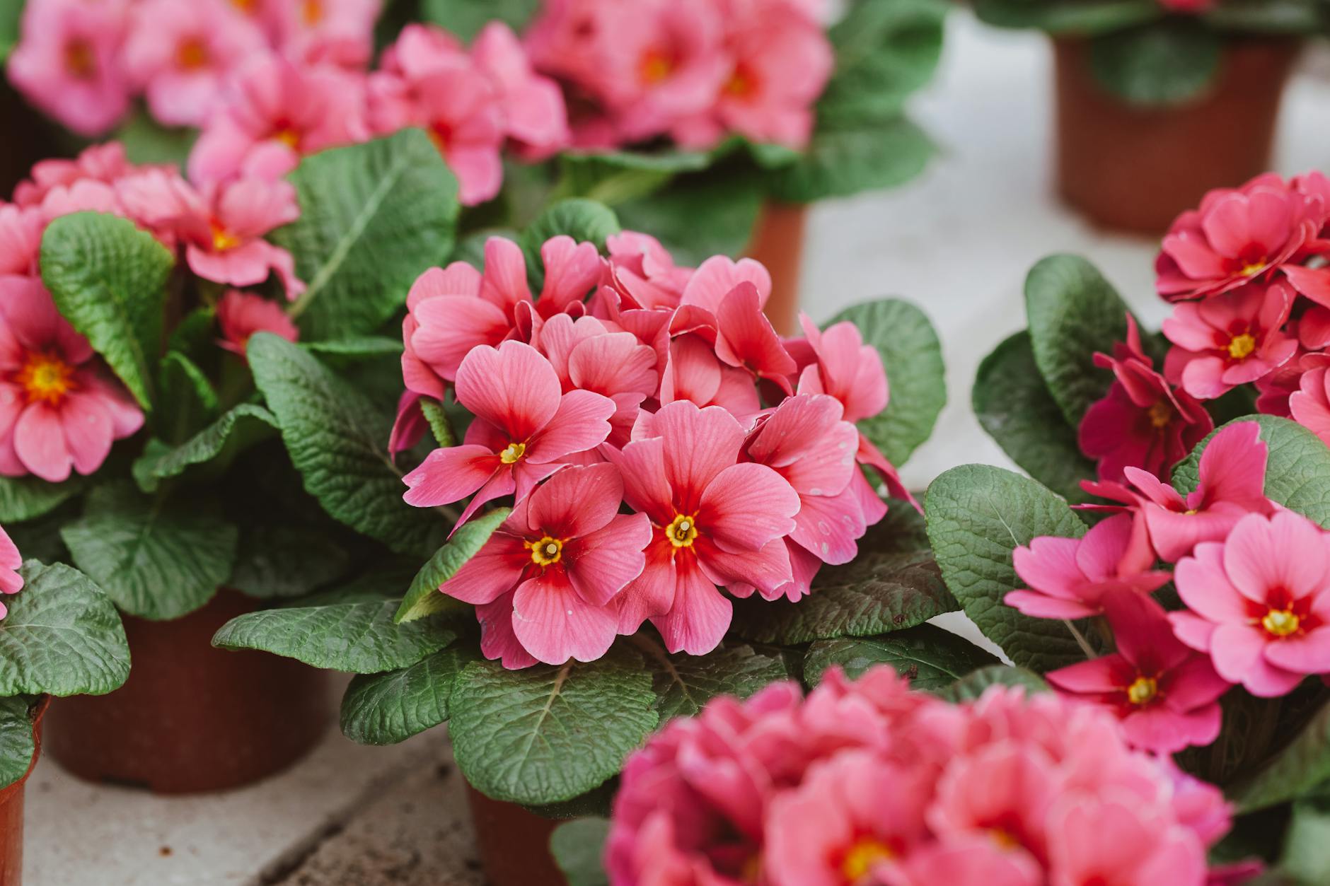 pink flowers in pots