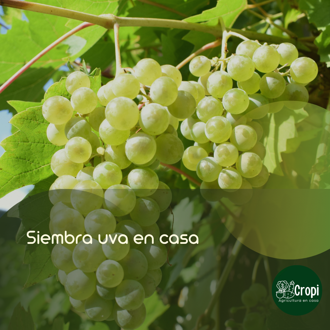 cultivo de uva