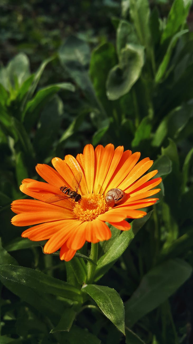 orange marigold with snail and insect on petal