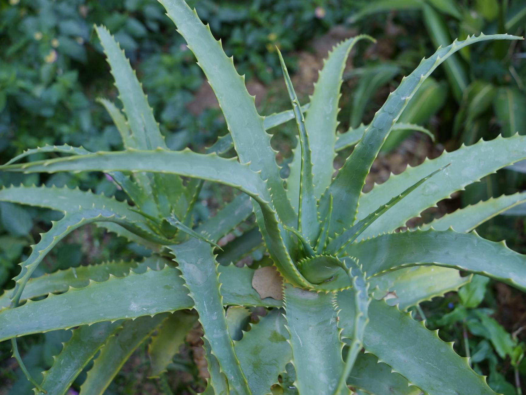 close up of vibrant green aloe vera plant