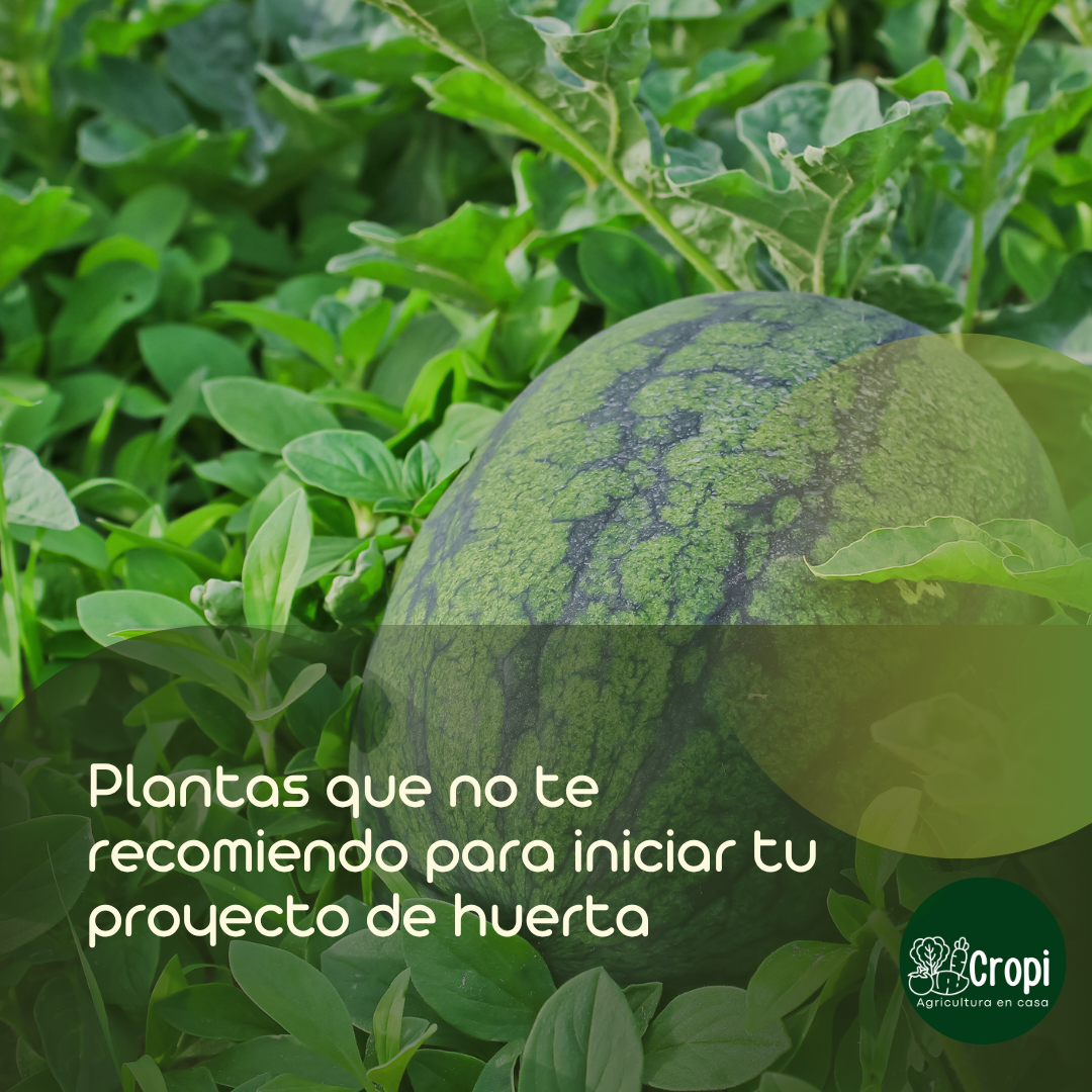 Cultivo de sandía