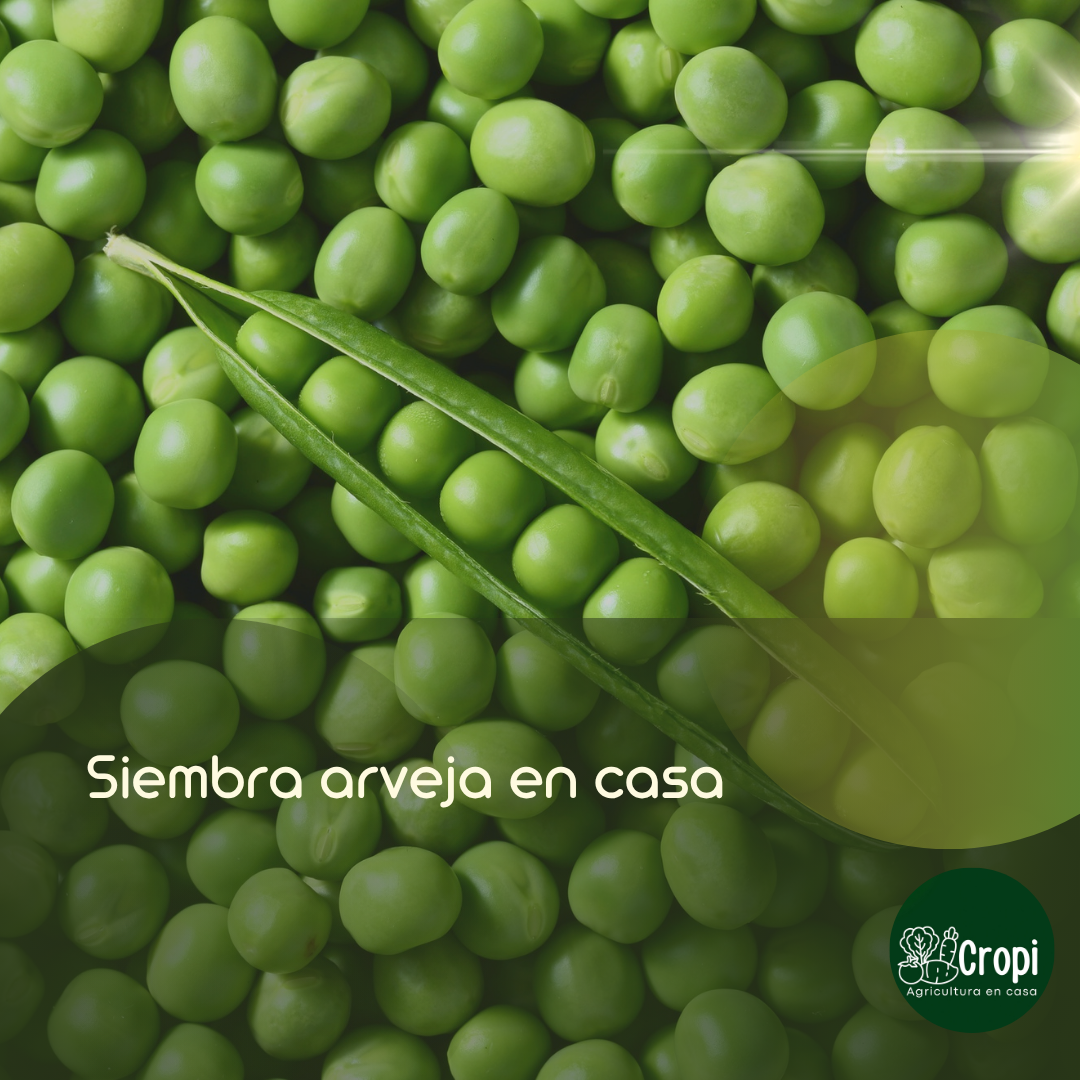 Arveja